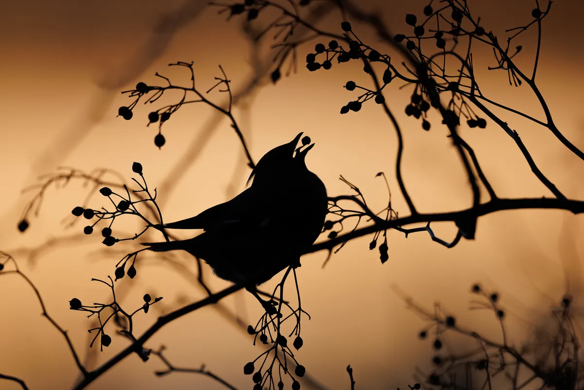 The silhouette of branches and a Bohemian waxwing with a berry in its mouth, against a pale orange background.