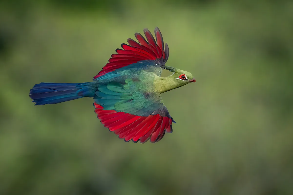 A colourful turaco bird in flight against a green background.