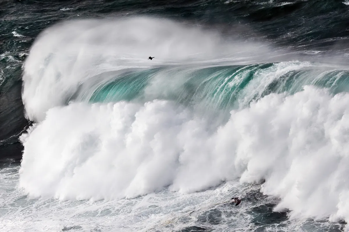 A cormorant swimming over a large breaking wave.