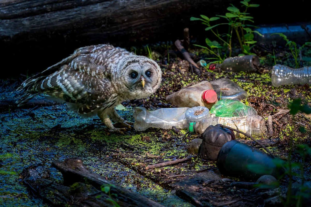 A barred owl looking at the camera, surrounded by rubbish.