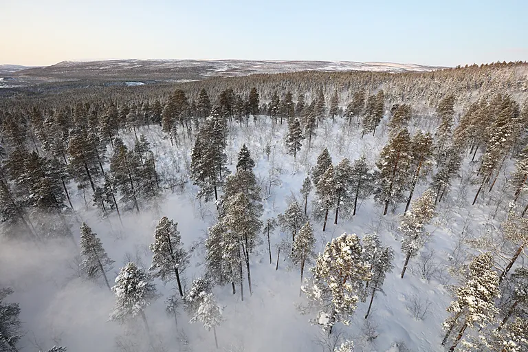 Aerial view of boreal forest in the snow