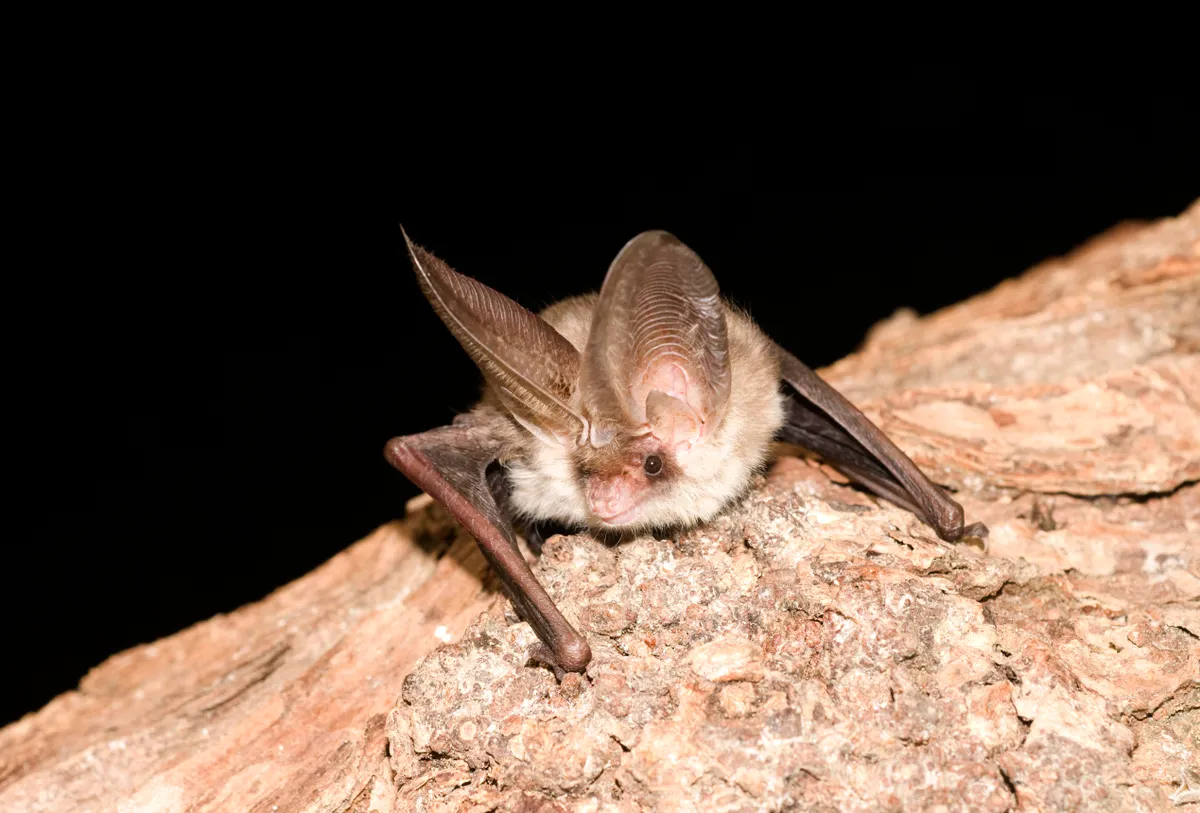 Brown long-eared bat. 