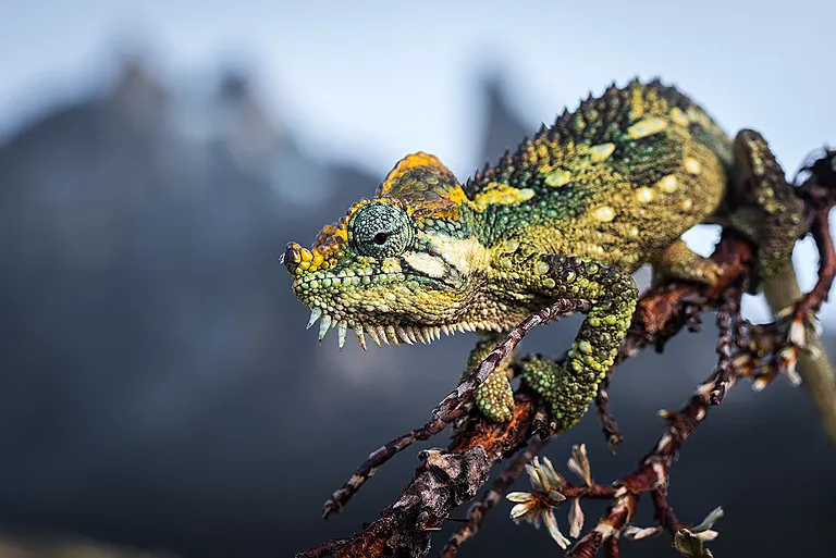 A high-casqued chameleon basks in the sun