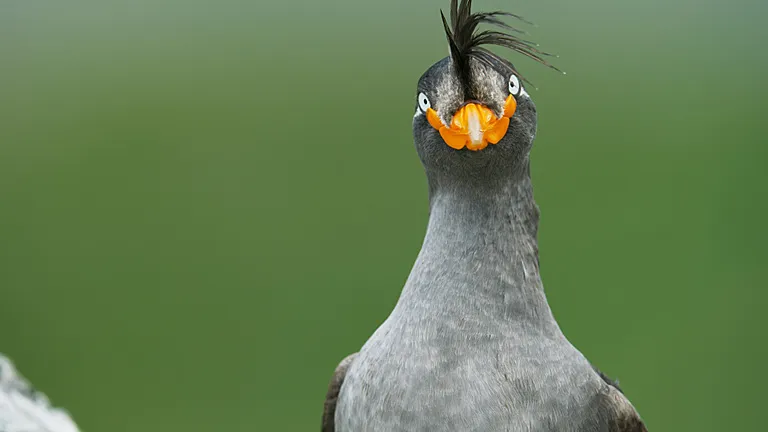 A crested auklet looking into the camera, with a green background.