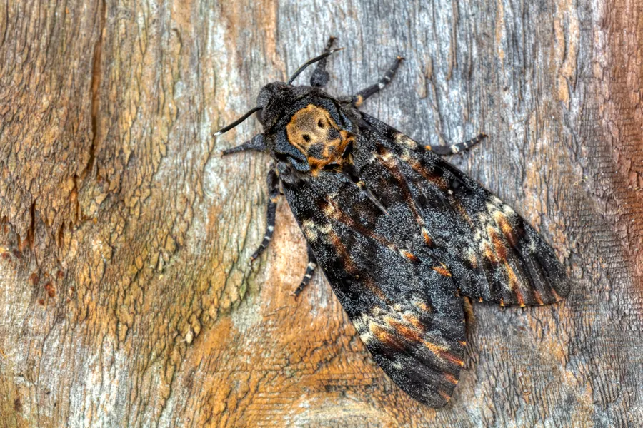 Moth With Skull Pattern How death’s-head hawkmoths navigate long distances - Discover Wildlife