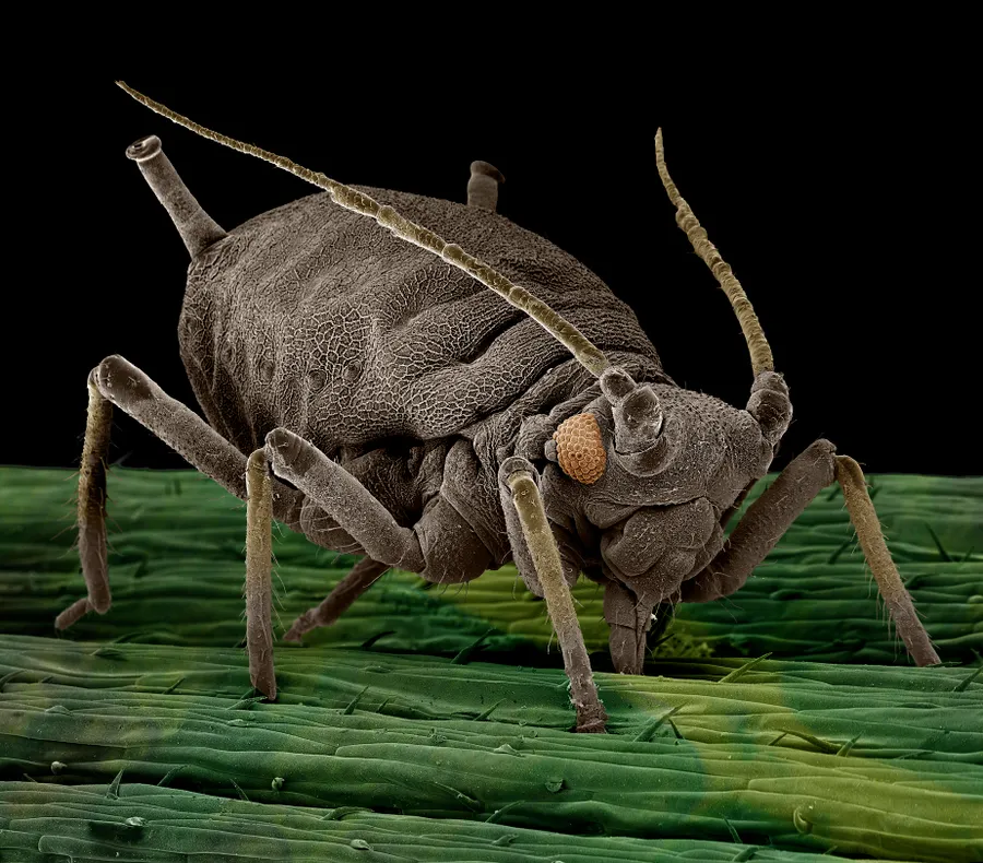 Do any insects give birth to live young? - Discover Wildlife