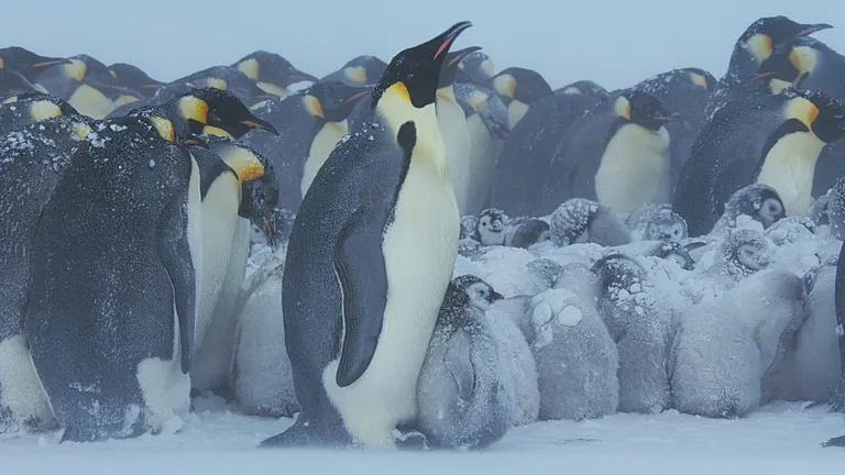 Adult emperor penguins shield their offspring from a winter storm in Antarctica.