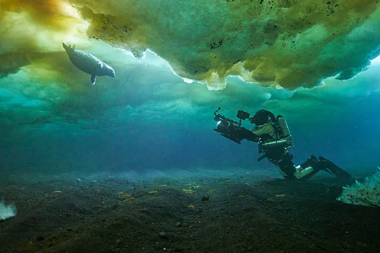 A person diving beneath the sea ice, filming a Weddell seal.