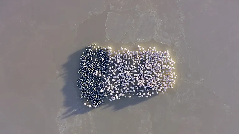 Aerial view of a flock of flamingos, divided into chick and adults.