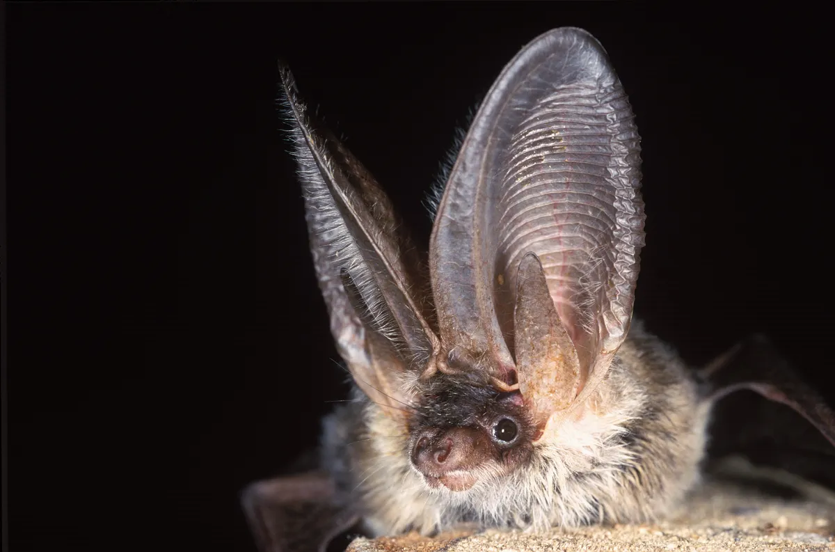 Grey long-eared bat. 