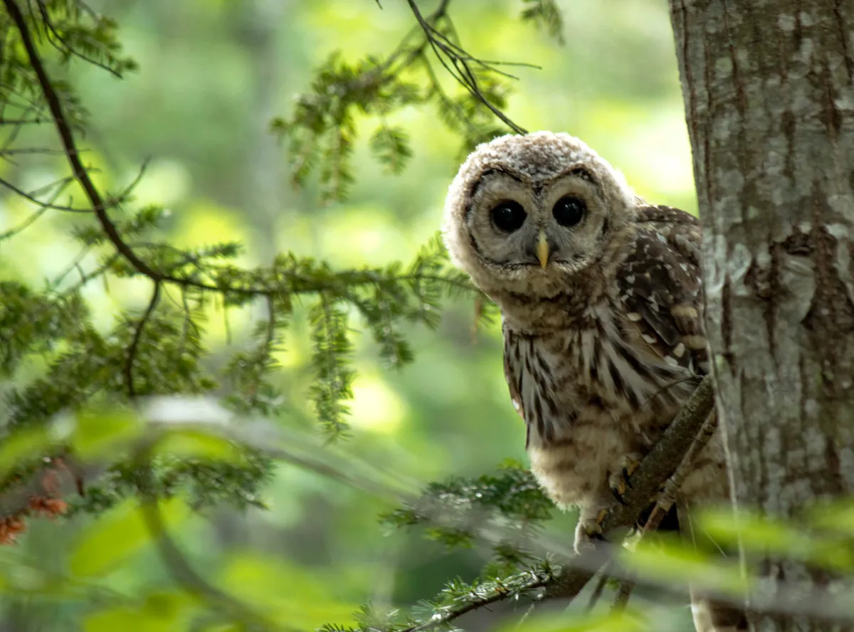 A barred owlet sat on the branch of a tree, looking into the camera.