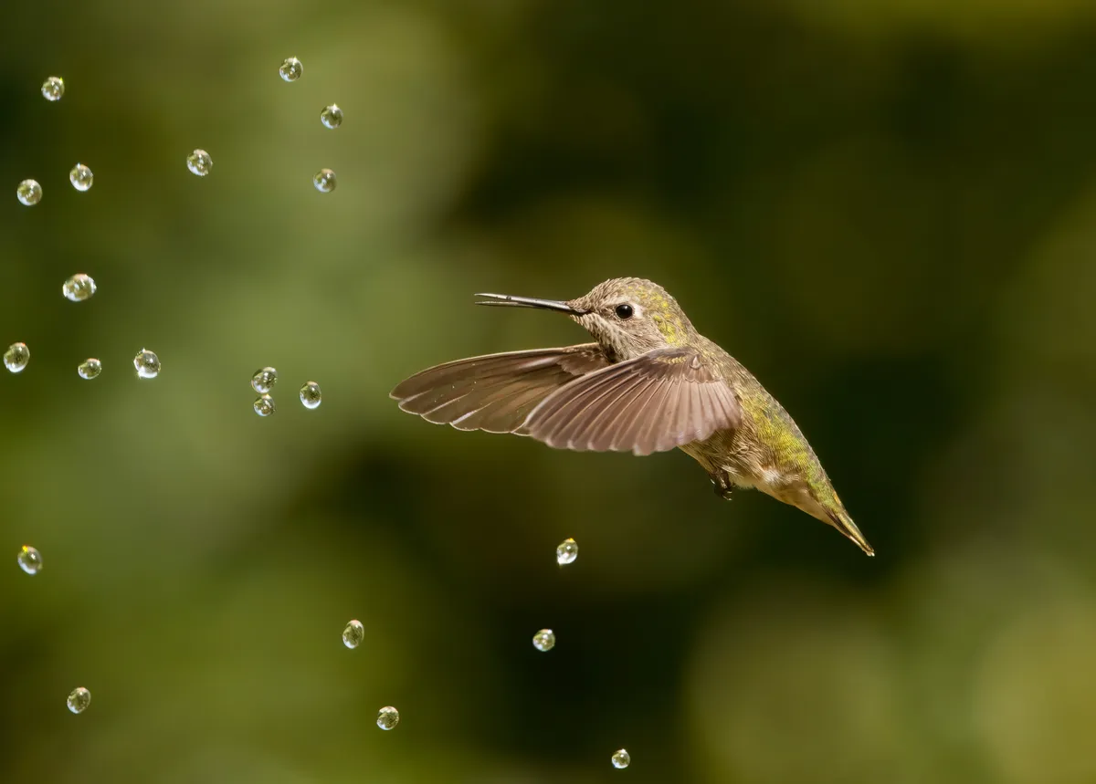 A hummingbird in flight and droplets against a blurry green and black background.