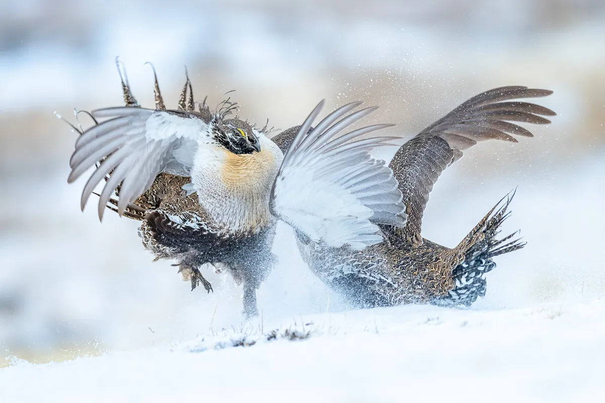 Two male sage grouse battling amongst the snow.