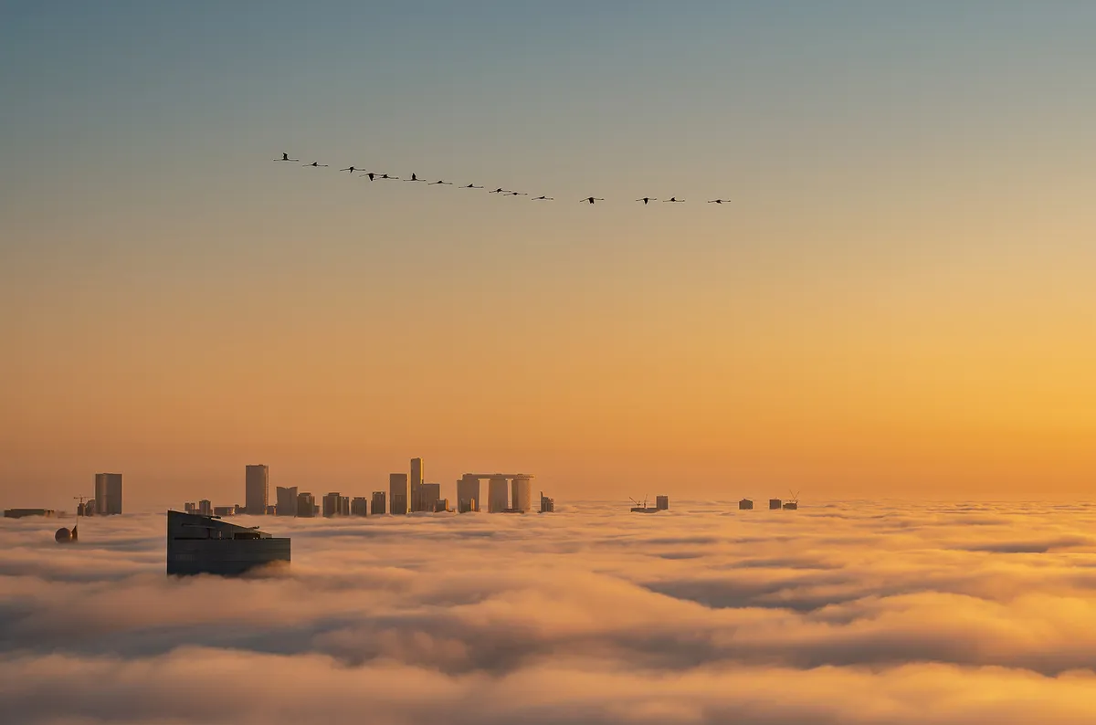 Flamgingos flying over clouds, with city skyline in the distance.