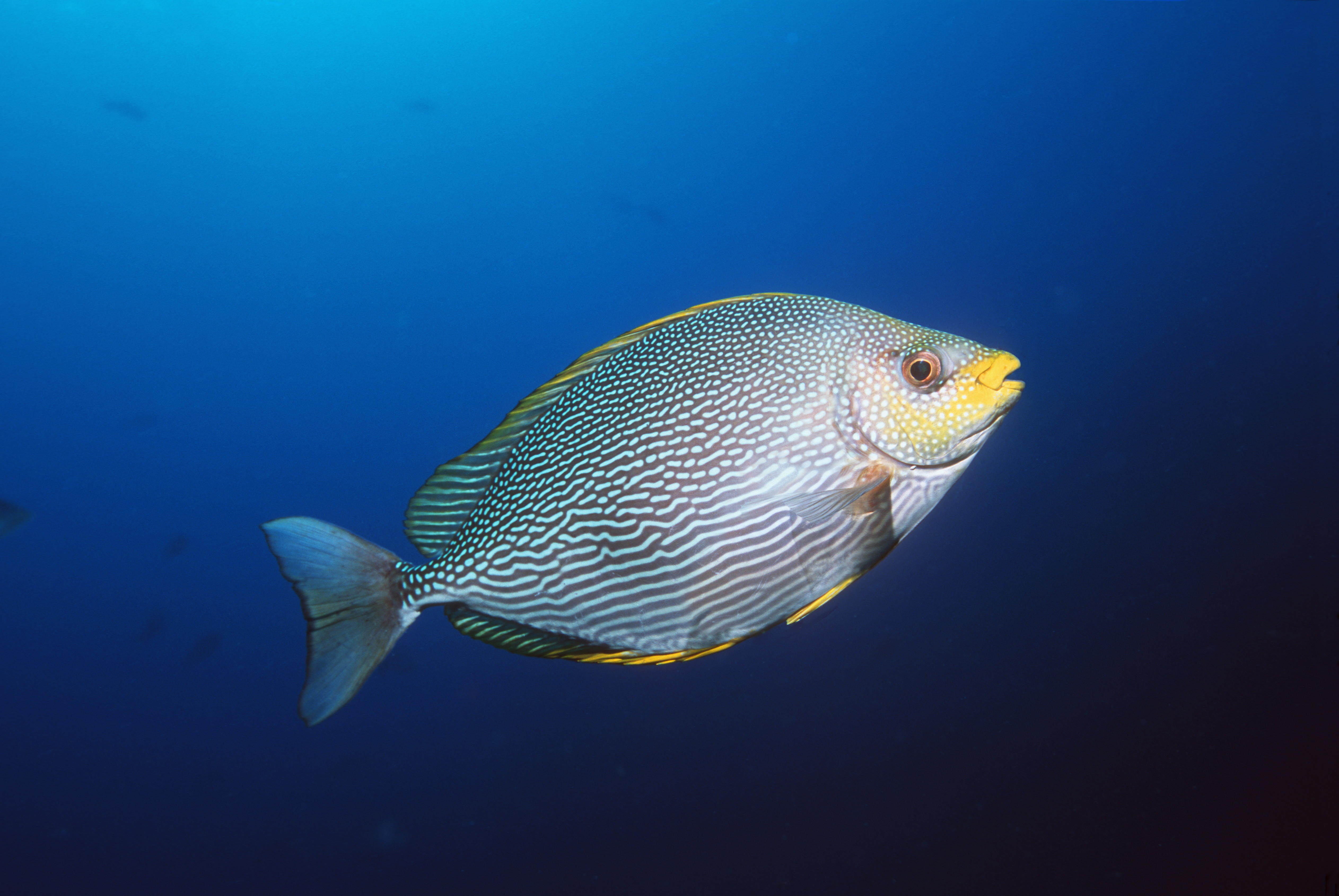 underwater fish