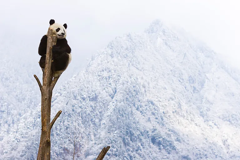 A giant panda at the top of a bare tree trunk. 