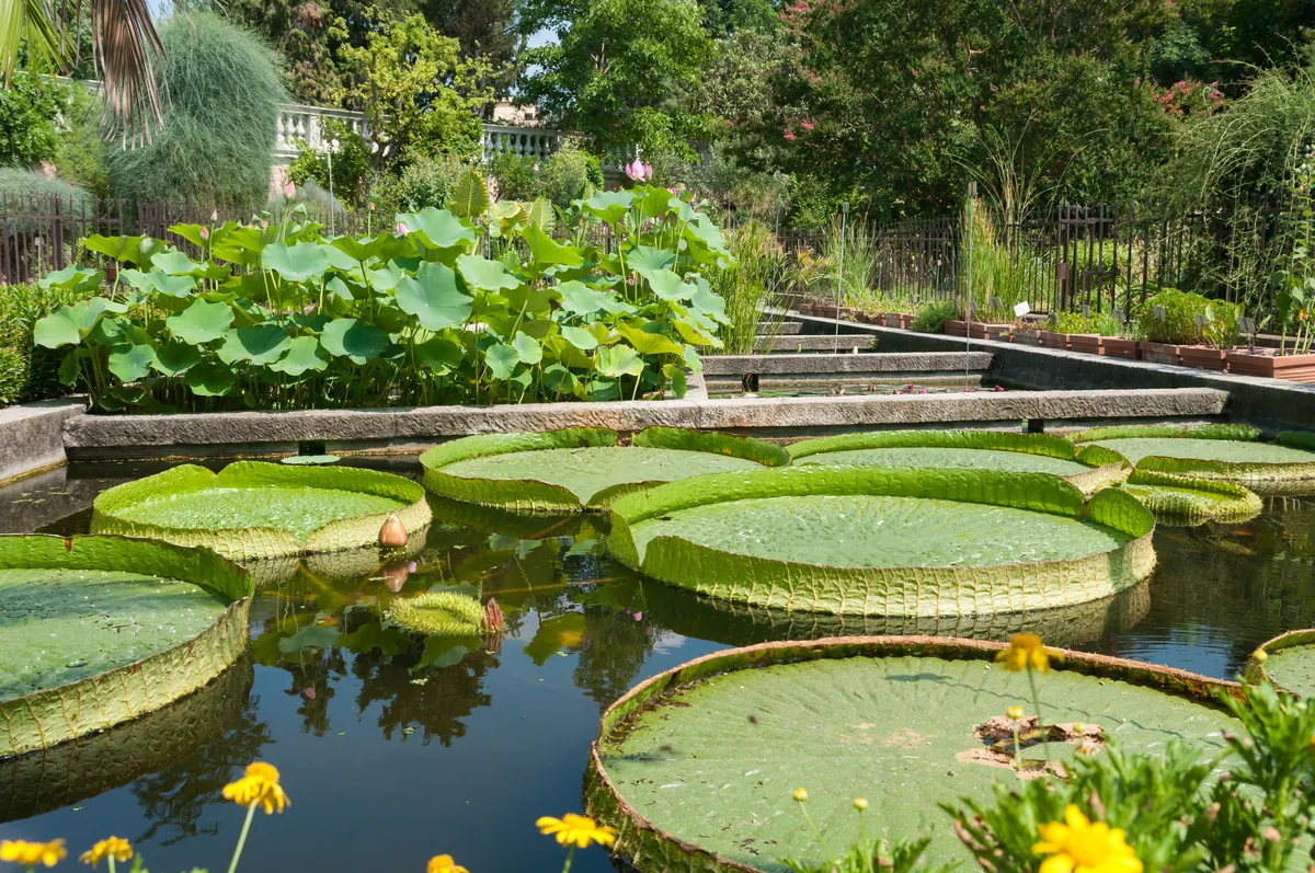 Giant waterlily pads in a botanical garden.
