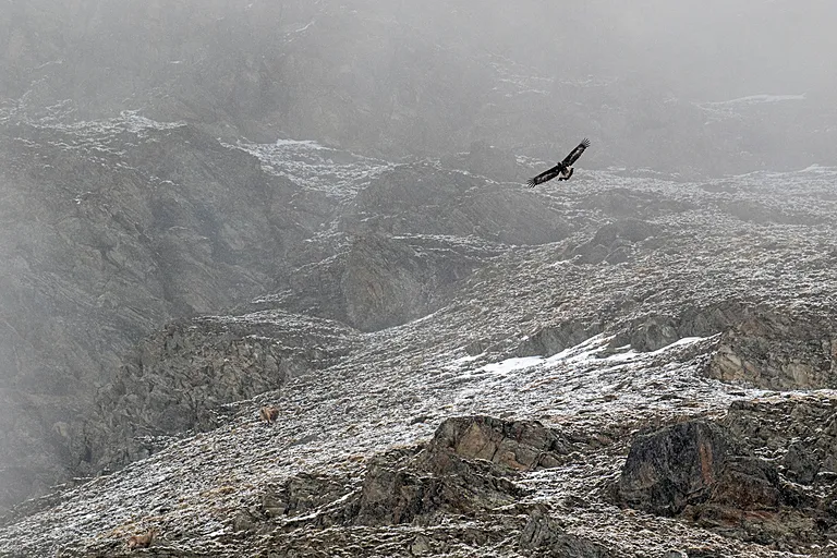 A golden eagle soars over the snowy slopes of the European Alps.