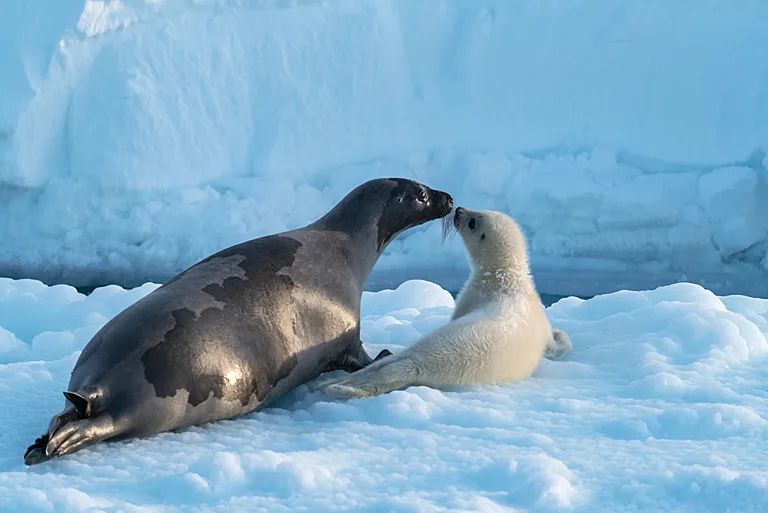 A harp seal mother and her week old pup greet one another on sea ice.