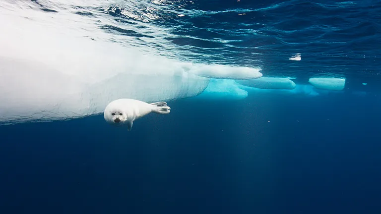 A young harp seal swimming under the pack ice off east Greenland.