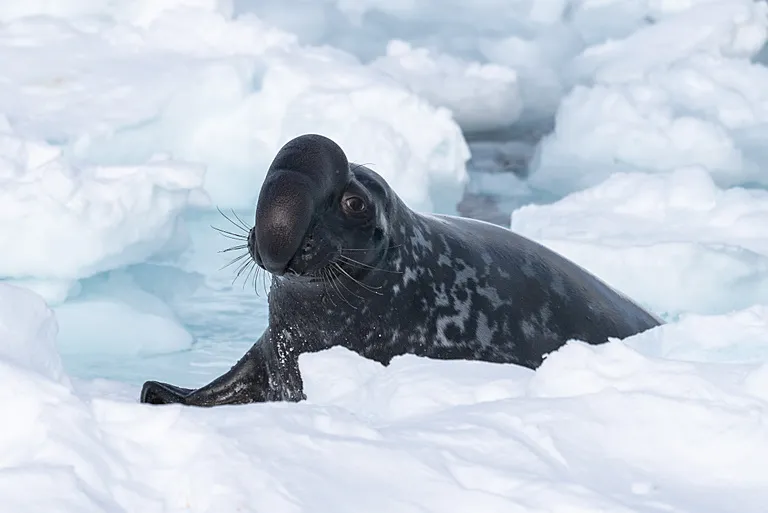 Male hooded seals have a bi-lobed nose which they can inflate to display to other males.