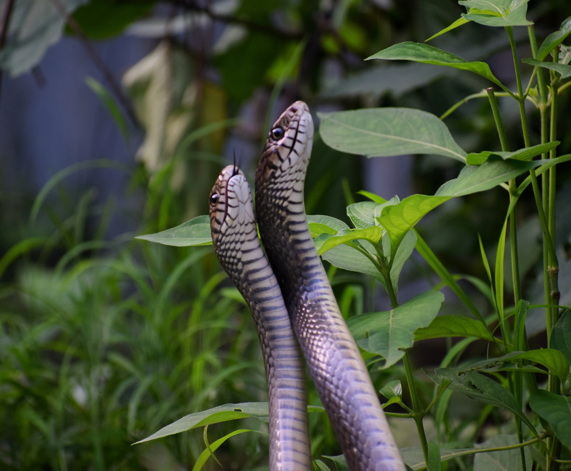 Boys And Animalsex - How do snakes mate? - Discover Wildlife