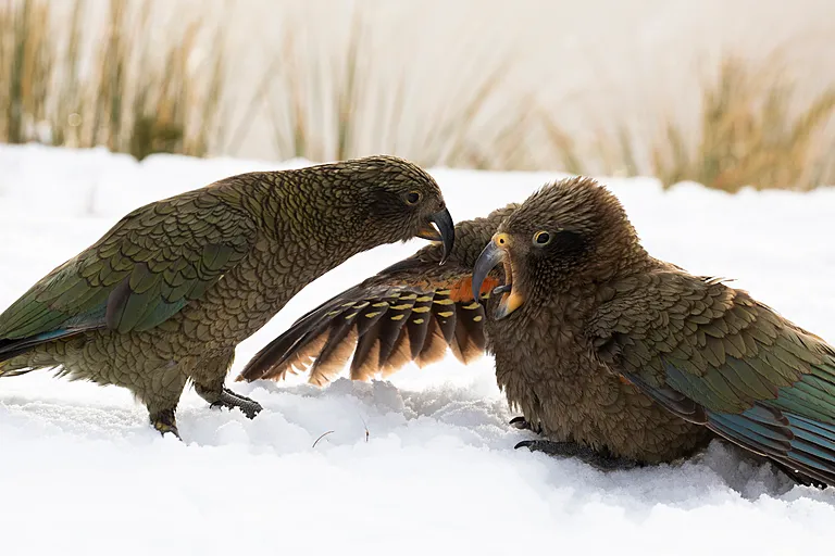 Two juvenile kea playfight in the snow