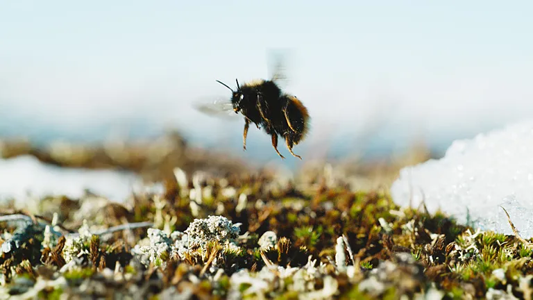 A bumblebee in flight over some moss, with snow in the background.