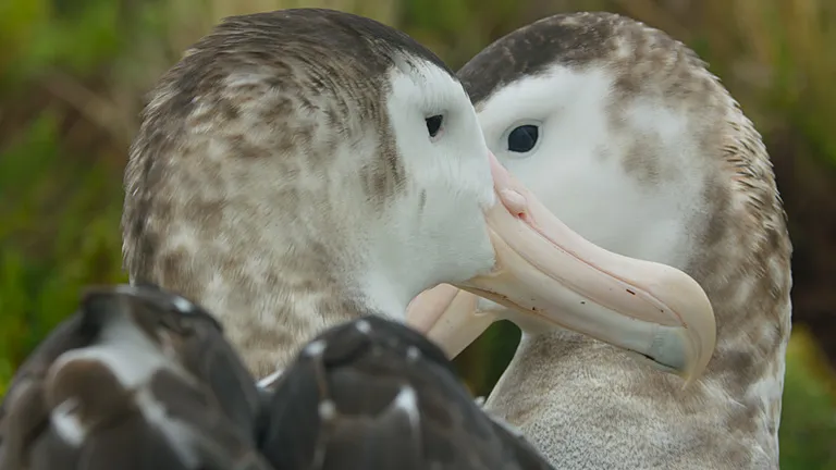 Two male Antipodes albatrosses.