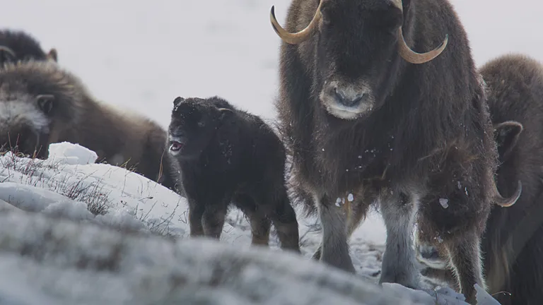 A baby musk ox stands close to its mother out on the Arctic Tundra.