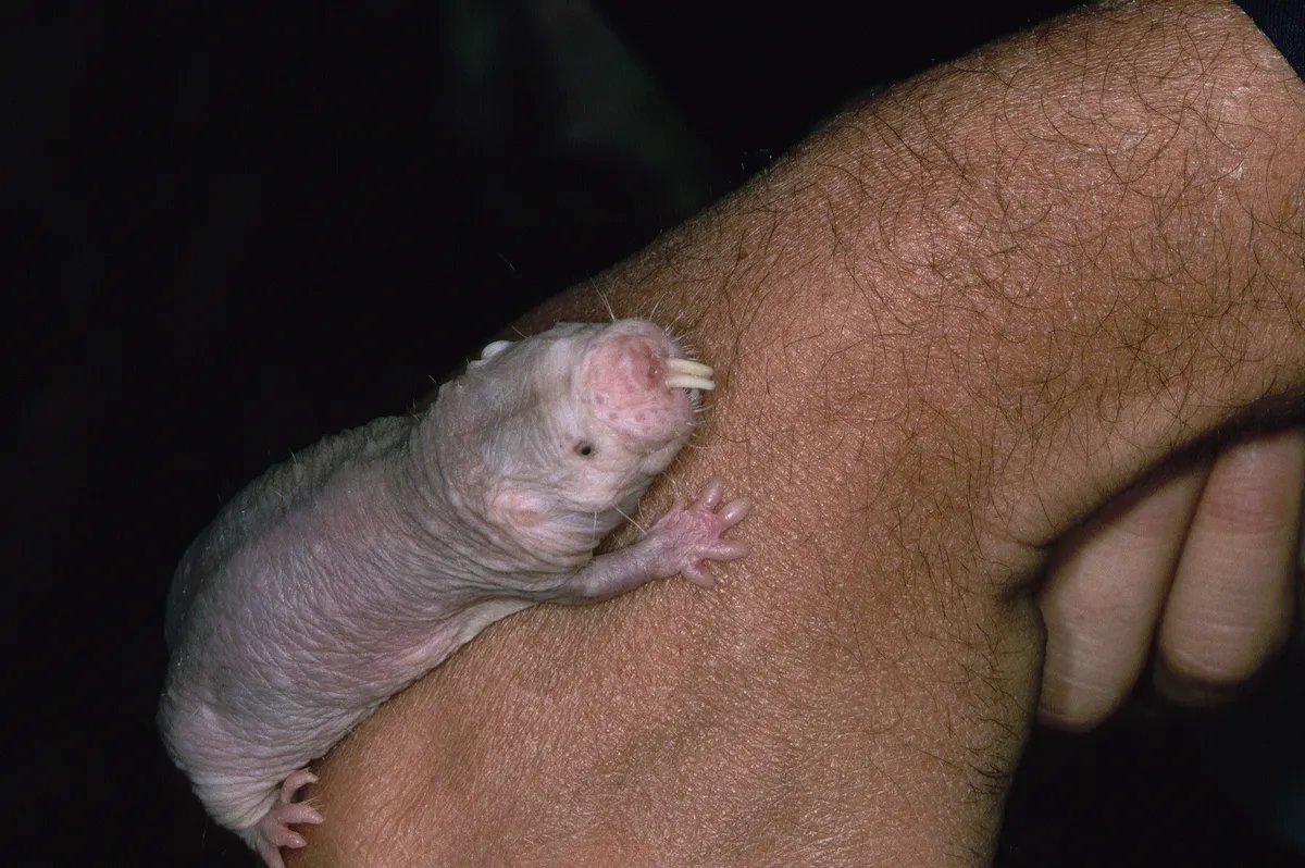 Naked Mole Rat is one of the world's weirdest animals