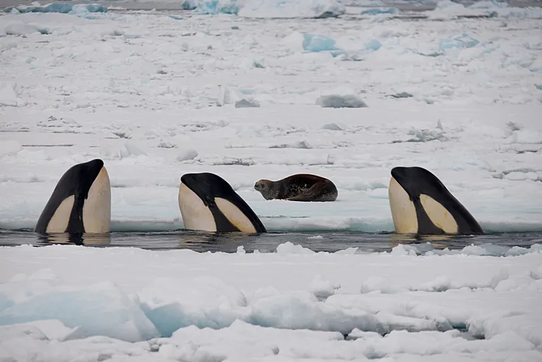 Three orcas size up a Weddell seal, resting on an ice floe.