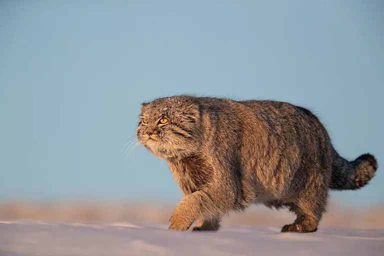 A Pallas's cat walking over snow. 