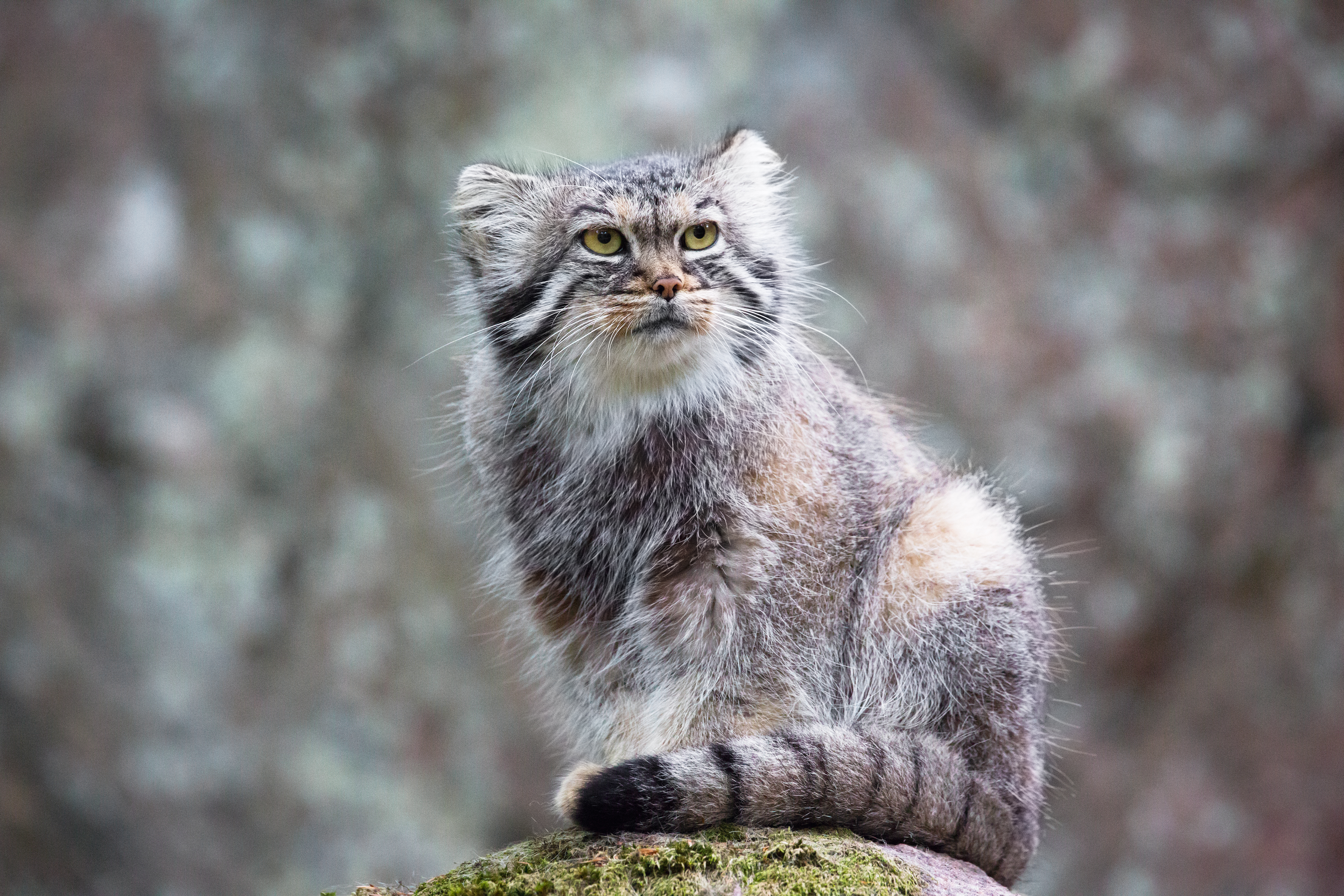 The Creature Feature: 10 Fun Facts About the Pallas' Cat
