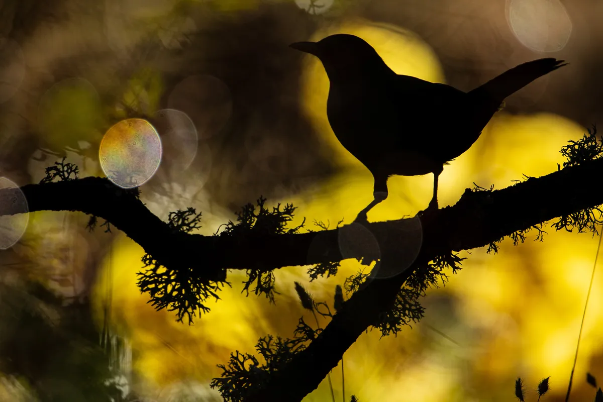 A silhouette of a blackbird on a branch, against a blurred yellow and black background.