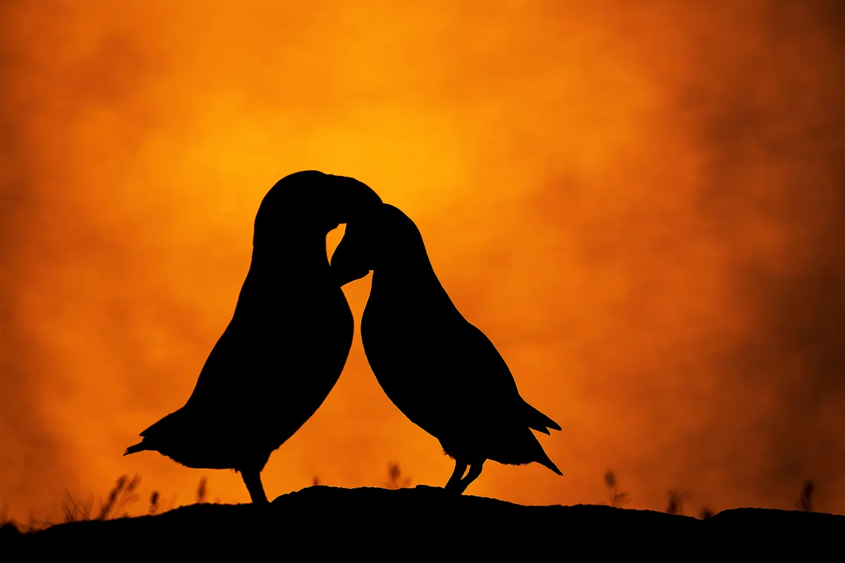 Two puffins with their heads together, silhouetted against a orange background.