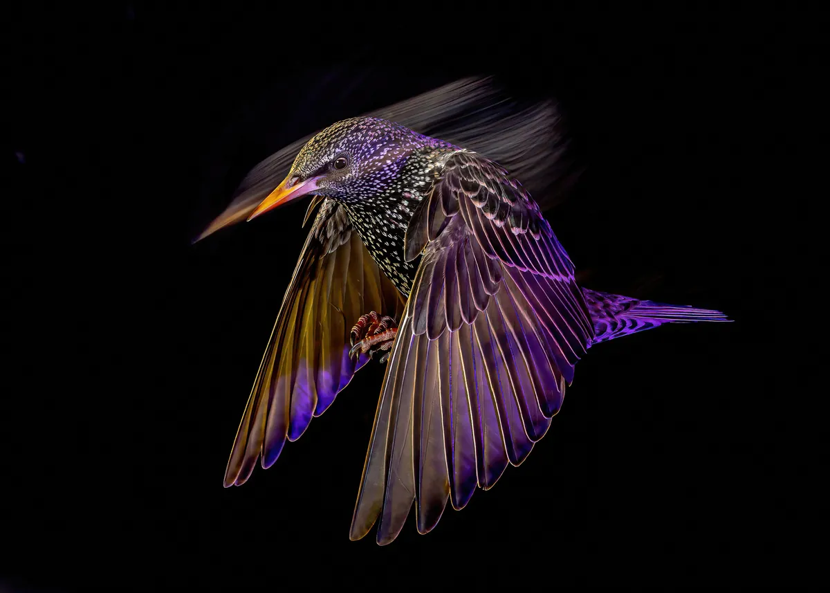 A starling in flight against a black background.