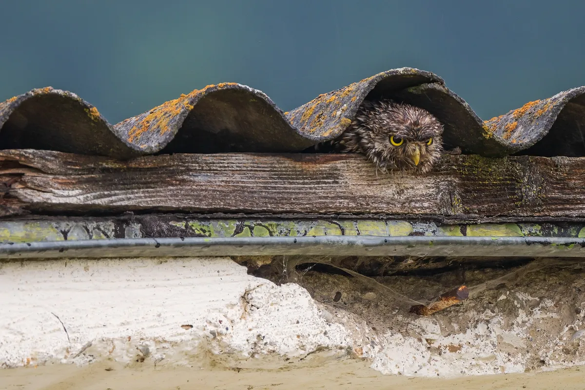 A little owl looking out from beneath a roof.
