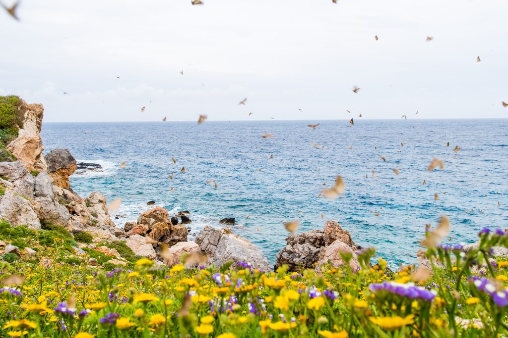 Insect Immigration Mega insect migration stuns scientists - Discover Wildlife