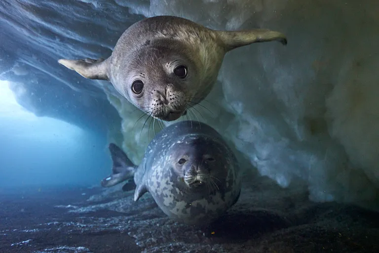 A Weddell seal pup, just a few weeks old, taking a swim with its mother beneath the sea-ice platform