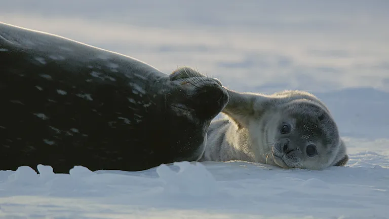 A mother Weddell seal and her pup on the ice.