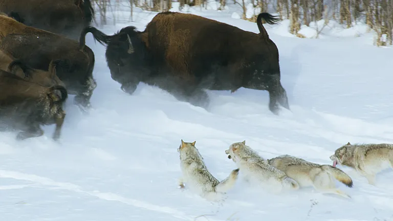 Wolves chasing an American bison in the snow. 