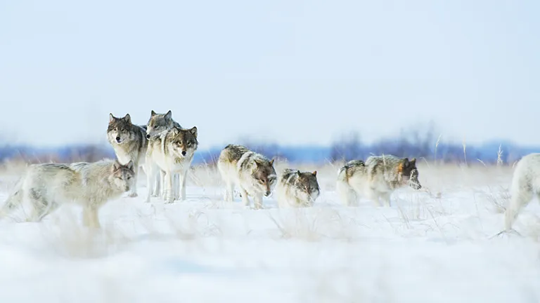 A pack of wolves in the snow. 