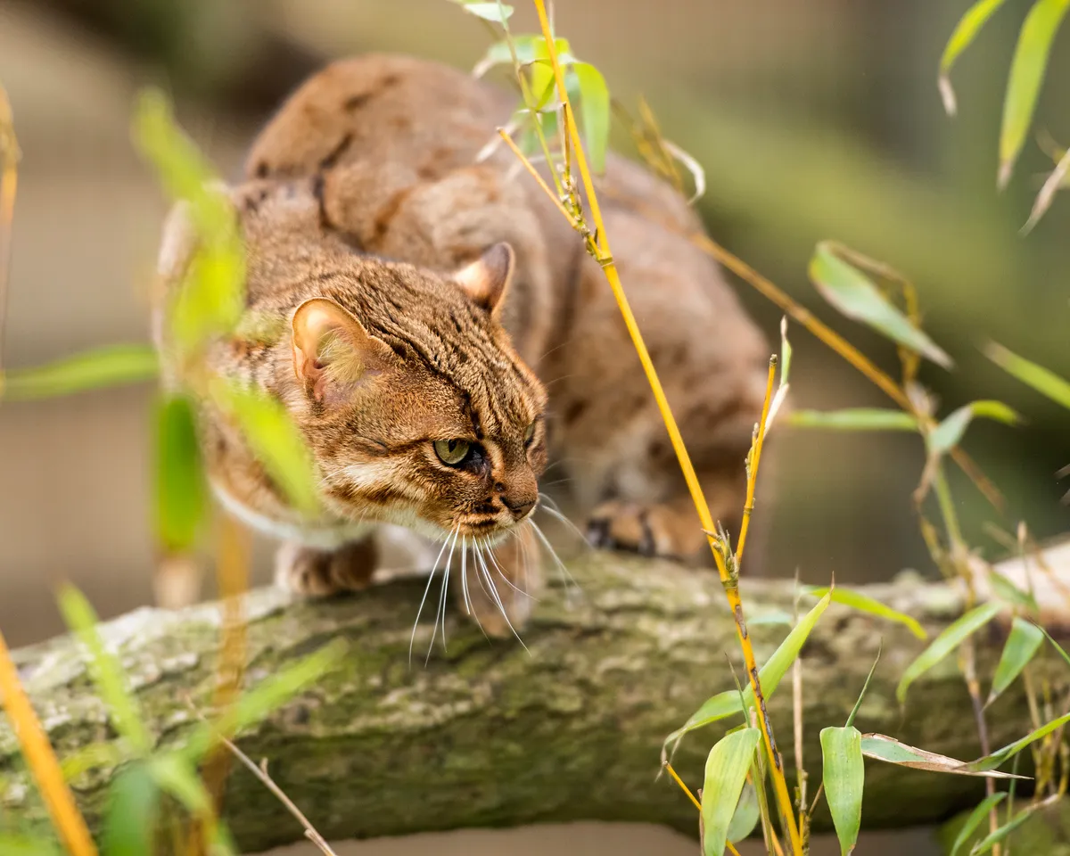 Rusty-spotted cat on a tree branch