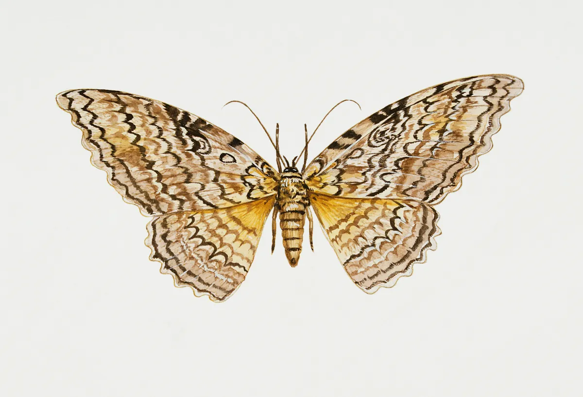 Illustration of a white witch moth.