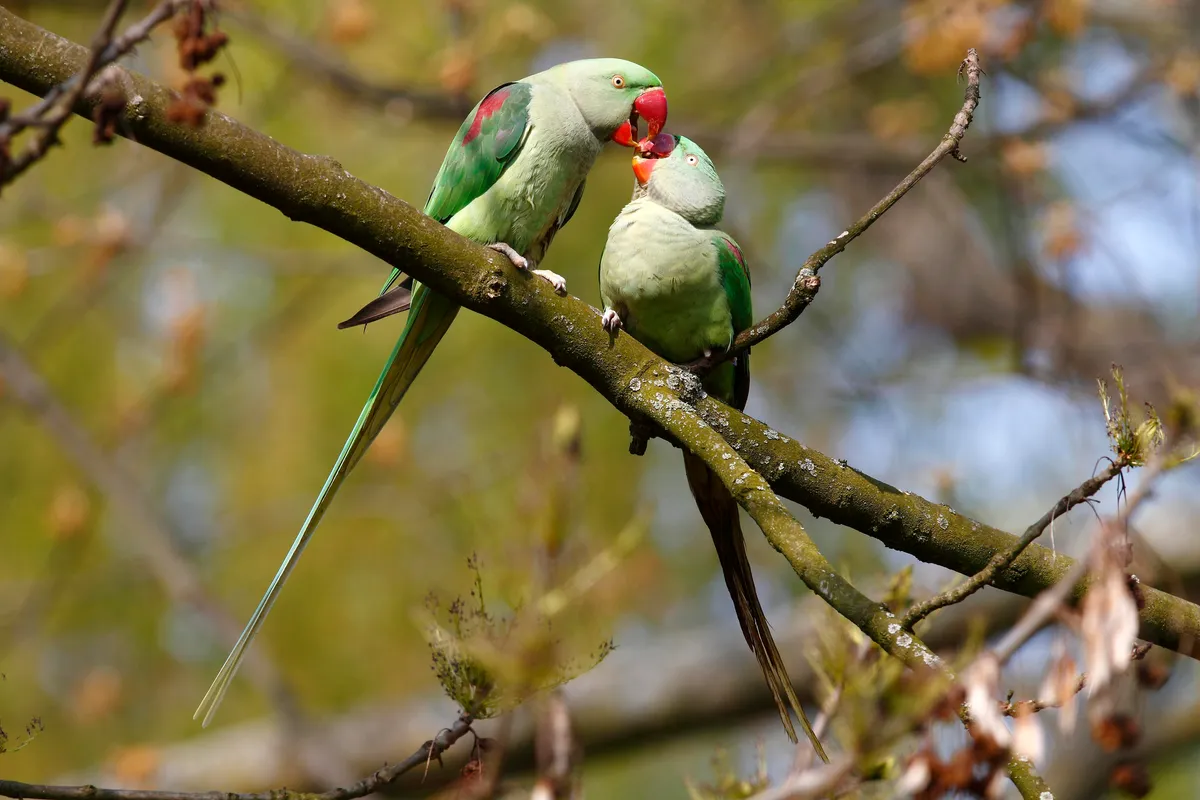 Two parakeets feeding each other in a tree.