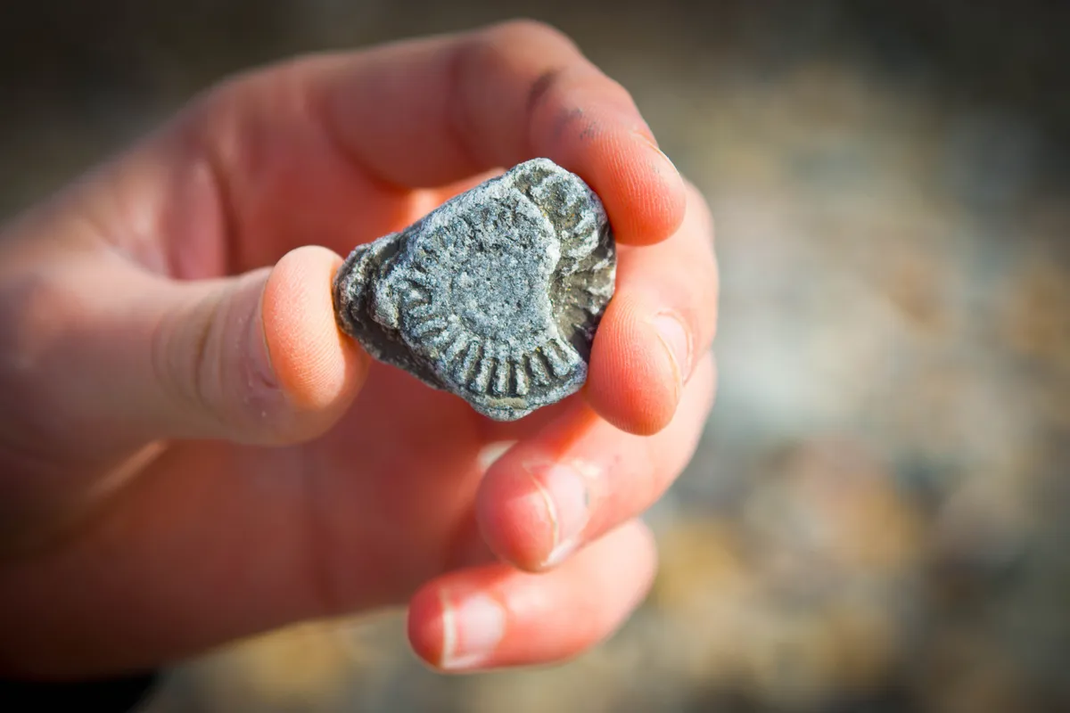 A hand holding an ammonite fossil.