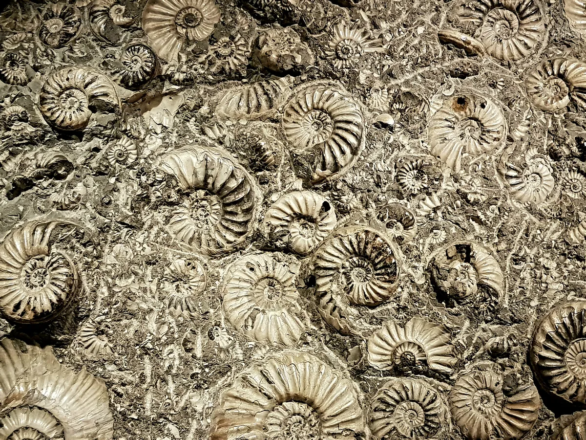 Ammonite fossils in stone.