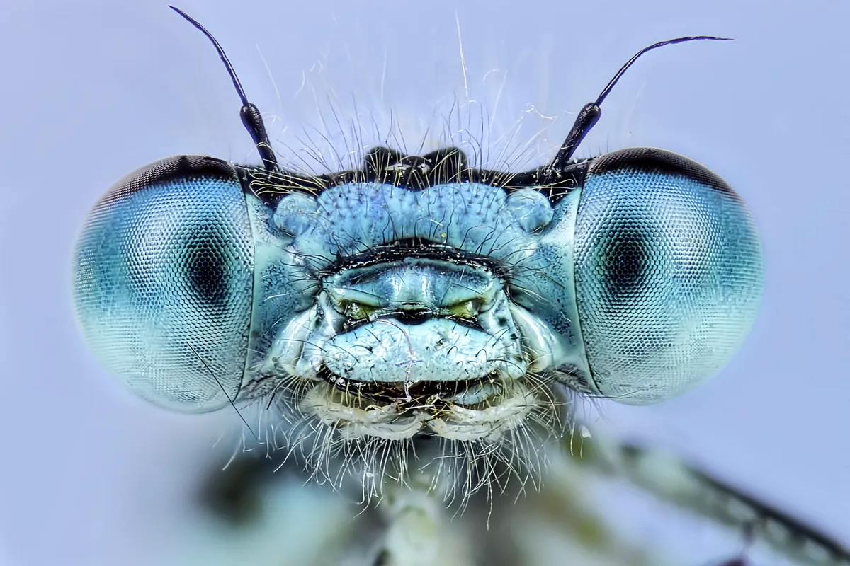 Close-up of a common blue damselfly.