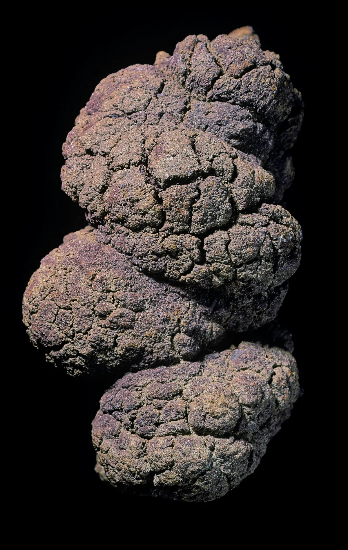 Fossilised dung, called a coprolite.
